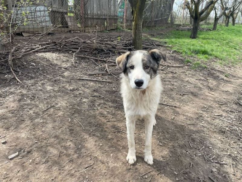 Rufus - aktiver, verspielter, verschmuster Herdenschutzhund-Mix / z.Zt. noch in Rumänien