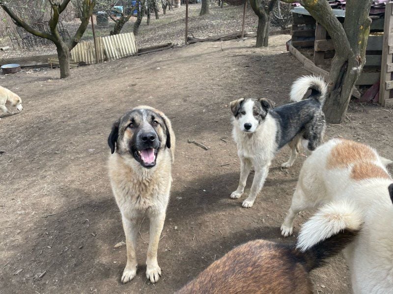 Rufus - aktiver, verspielter, verschmuster Herdenschutzhund-Mix / z.Zt. noch in Rumänien