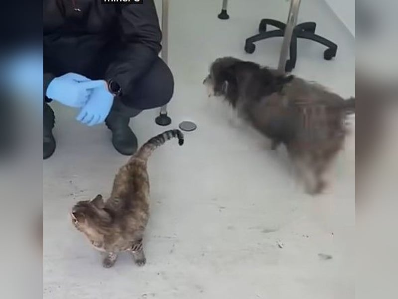 Beard - freundlicher, lieber, katzenverträglicher Rauhaardackel-Mix Rüde / z.Zt. noch in Rumänien