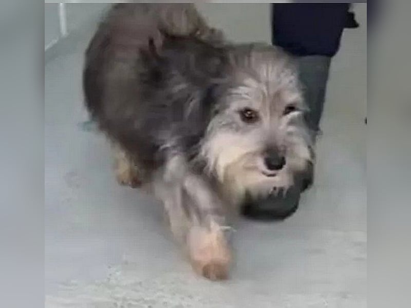 Beard - freundlicher, lieber, katzenverträglicher kleiner Rüde / z.Zt. noch in Rumänien