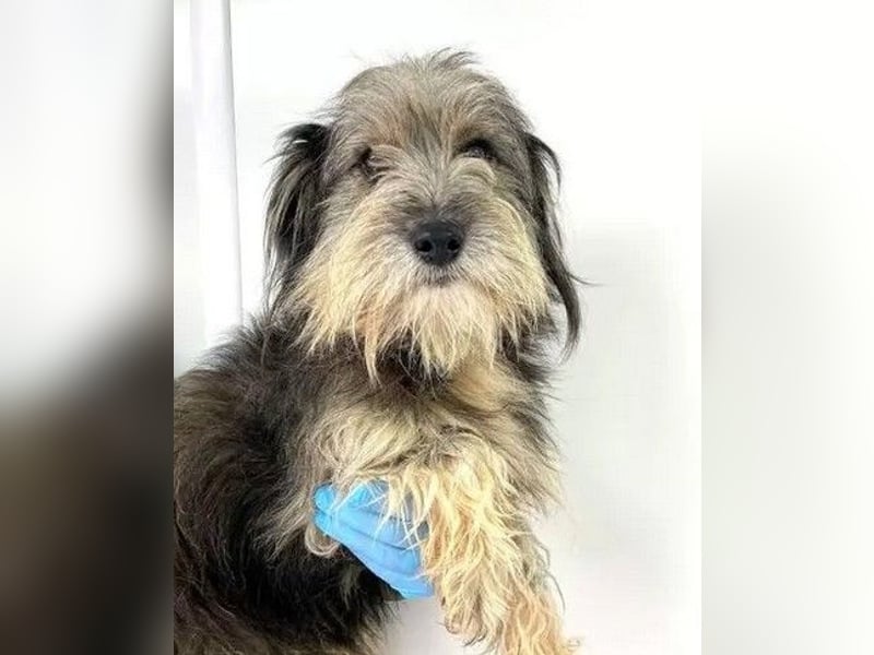 Beard - freundlicher, lieber, katzenverträglicher Rauhaardackel-Mix Rüde / z.Zt. noch in Rumänien