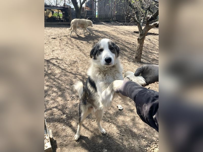 Rufus - aktiver, verspielter, verschmuster Herdenschutzhund-Mix / z.Zt. noch in Rumänien