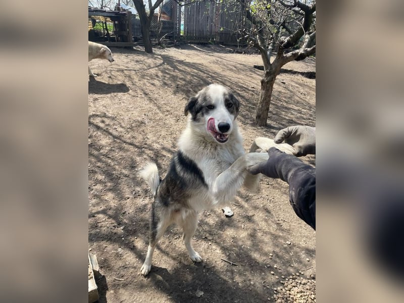 Rufus - aktiver, verspielter, verschmuster Herdenschutzhund-Mix / z.Zt. noch in Rumänien