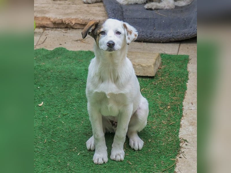 Spike(2) - welpentypisch verspielter, neugieriger, lebhafter Rüde / z.Zt. noch in Rumänien