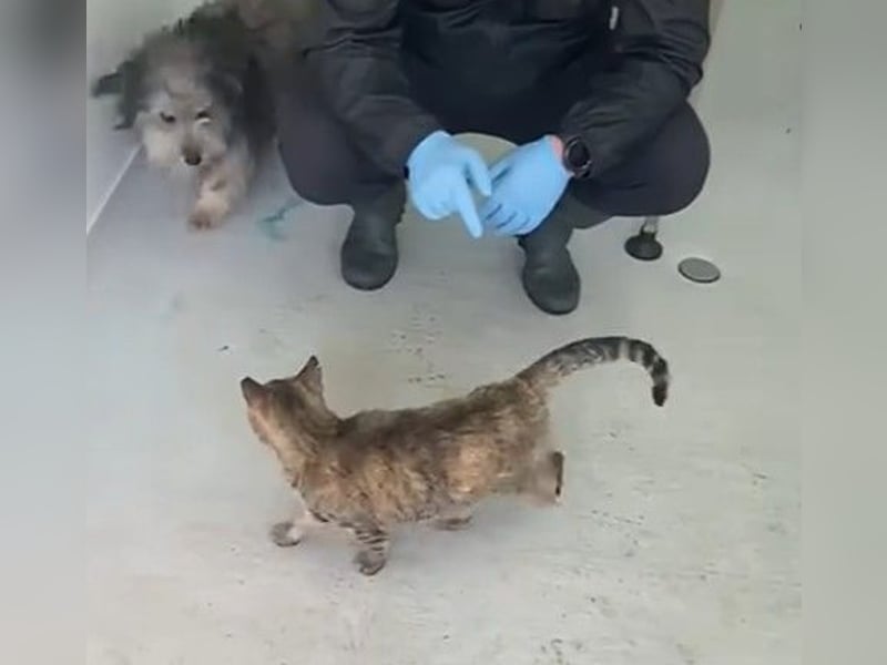 Beard - freundlicher, lieber, katzenverträglicher Rauhaardackel-Mix Rüde / z.Zt. noch in Rumänien