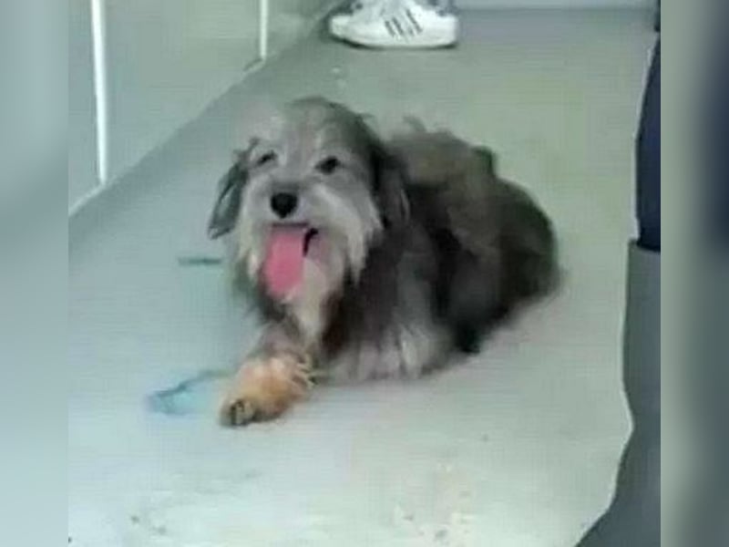 Beard - freundlicher, lieber, katzenverträglicher kleiner Rüde / z.Zt. noch in Rumänien