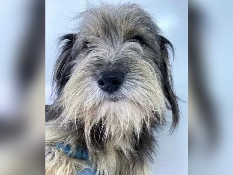 Beard - freundlicher, lieber, katzenverträglicher kleiner Rüde / z.Zt. noch in Rumänien