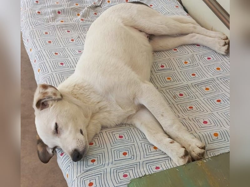 Spike(2) - welpentypisch verspielter, neugieriger, lebhafter Rüde / z.Zt. noch in Rumänien