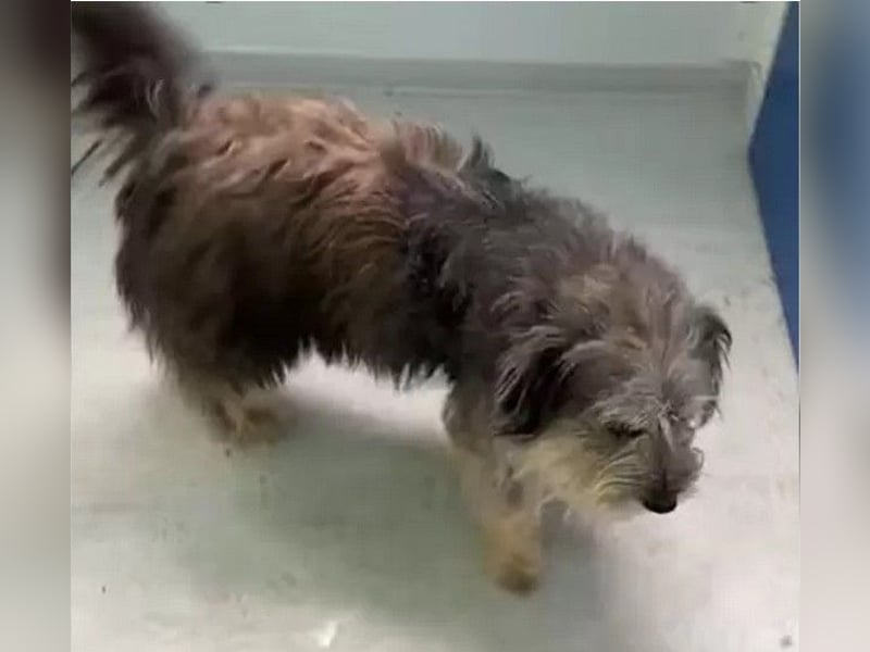 Beard - freundlicher, lieber, katzenverträglicher Rauhaardackel-Mix Rüde / z.Zt. noch in Rumänien