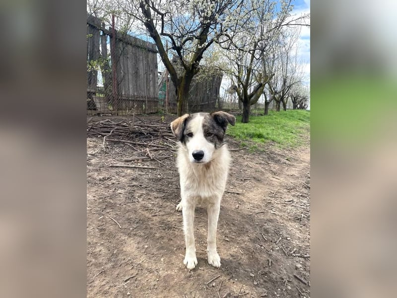 Rufus - aktiver, verspielter, verschmuster Herdenschutzhund-Mix / z.Zt. noch in Rumänien