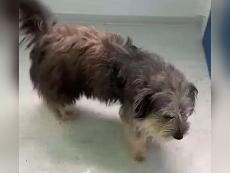Beard - freundlicher, lieber, katzenverträglicher kleiner Rüde / z.Zt. noch in Rumänien