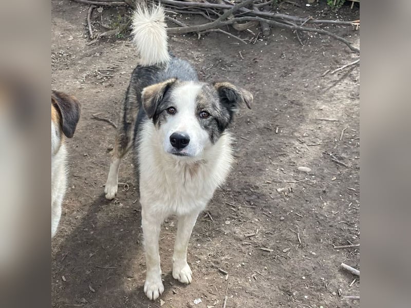 Rufus - aktiver, verspielter, verschmuster Herdenschutzhund-Mix / z.Zt. noch in Rumänien