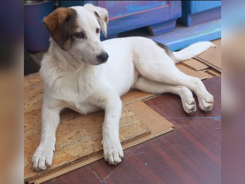 Spike(2) - welpentypisch verspielter, neugieriger, lebhafter Rüde / z.Zt. noch in Rumänien