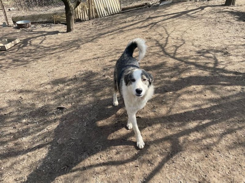 Rufus - aktiver, verspielter, verschmuster Herdenschutzhund-Mix / z.Zt. noch in Rumänien