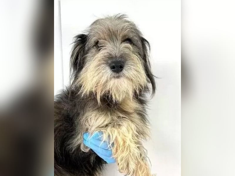 Beard - freundlicher, lieber, katzenverträglicher kleiner Rüde / z.Zt. noch in Rumänien