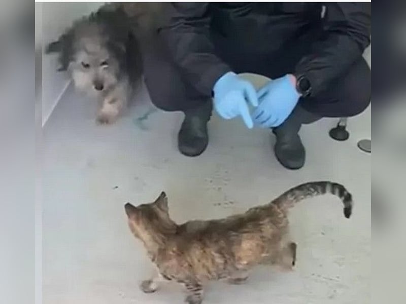 Beard - freundlicher, lieber, katzenverträglicher kleiner Rüde / z.Zt. noch in Rumänien