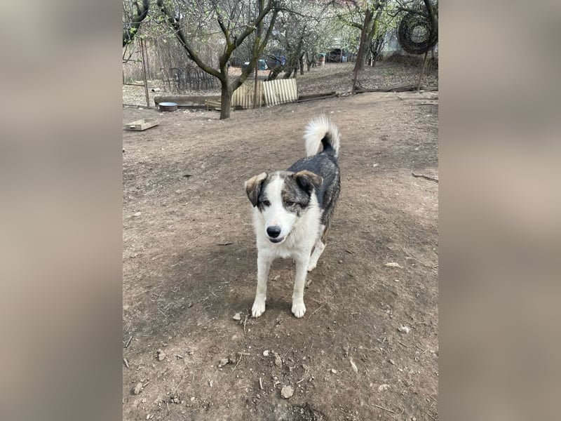 Rufus - aktiver, verspielter, verschmuster Herdenschutzhund-Mix / z.Zt. noch in Rumänien
