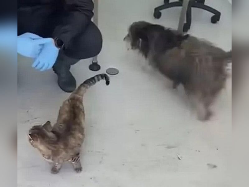 Beard - freundlicher, lieber, katzenverträglicher kleiner Rüde / z.Zt. noch in Rumänien