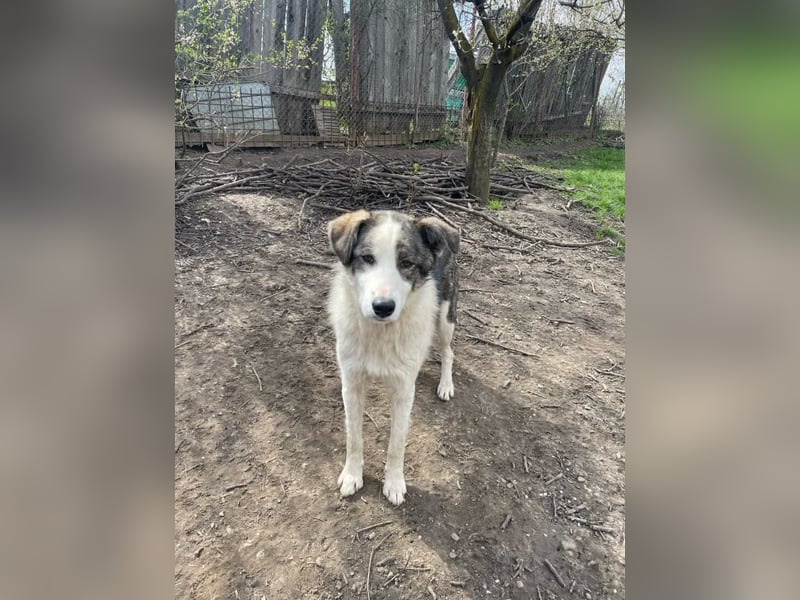 Rufus - aktiver, verspielter, verschmuster Herdenschutzhund-Mix / z.Zt. noch in Rumänien