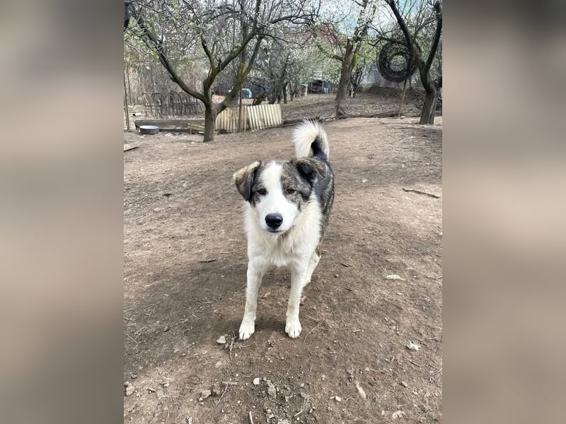 Rufus - aktiver, verspielter, verschmuster Herdenschutzhund-Mix / z.Zt. noch in Rumänien