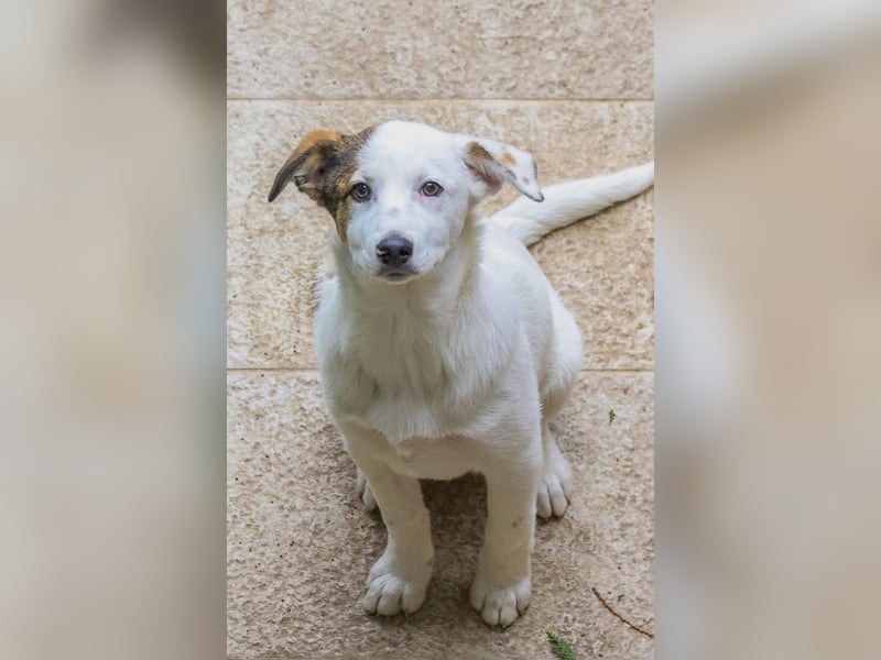 Spike(2) - welpentypisch verspielter, neugieriger, lebhafter Rüde / z.Zt. noch in Rumänien
