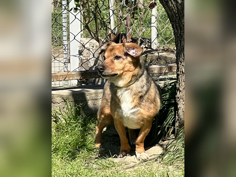 Chichibio – kleiner Mann, was nun?