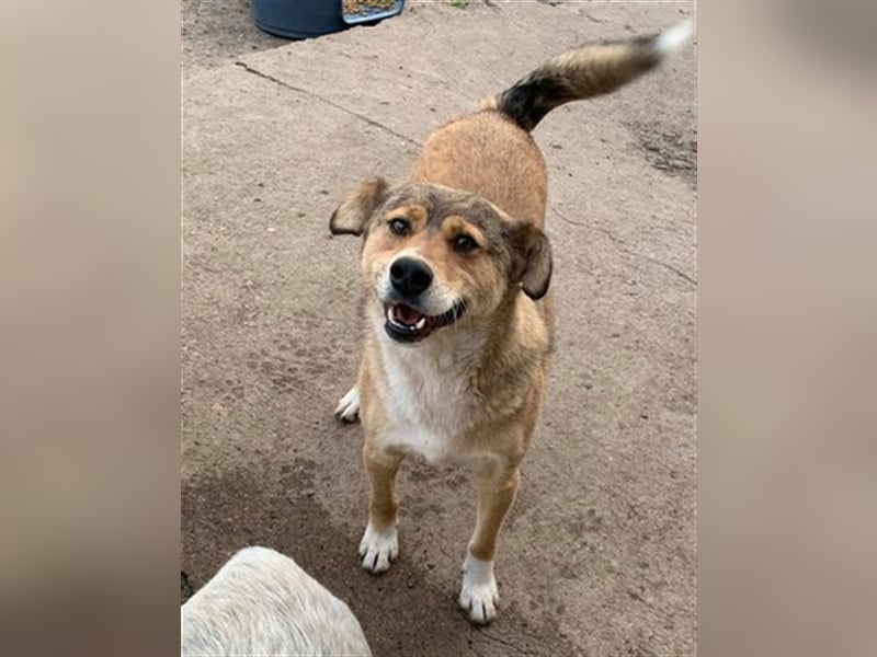 PEPI-feiner Hundemann möchte von vorn anfangen