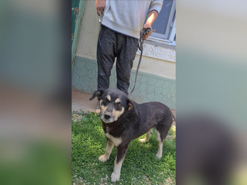 Kleiner Vasko sucht Gnadenplatz