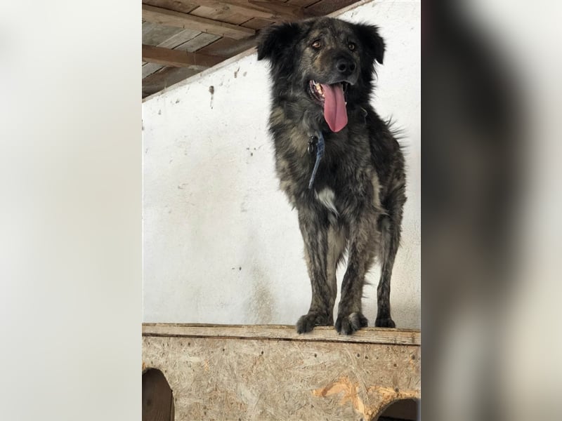 MIRO - sucht dringend seine Familie