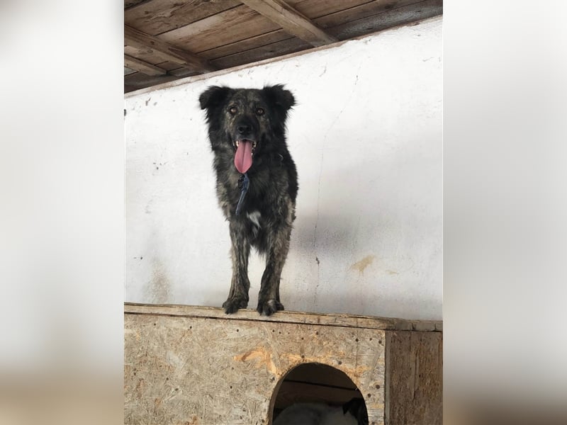 MIRO - sucht dringend seine Familie