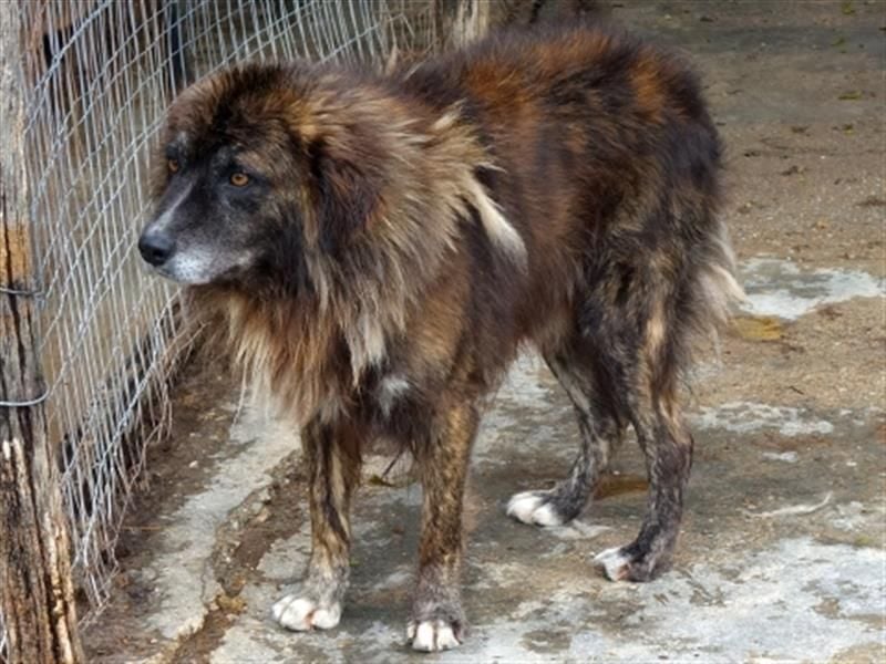 zurückhaltender Jovan mit bernsteinfarbenen Augen sucht ländliches Zuhause
