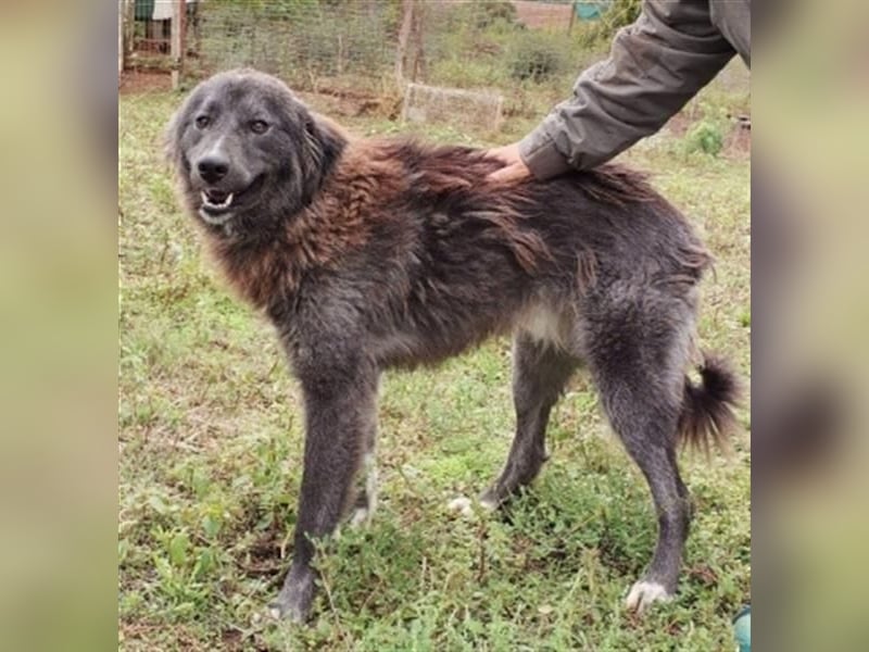 Vladimir - toller, menschenbezogener "Bär"