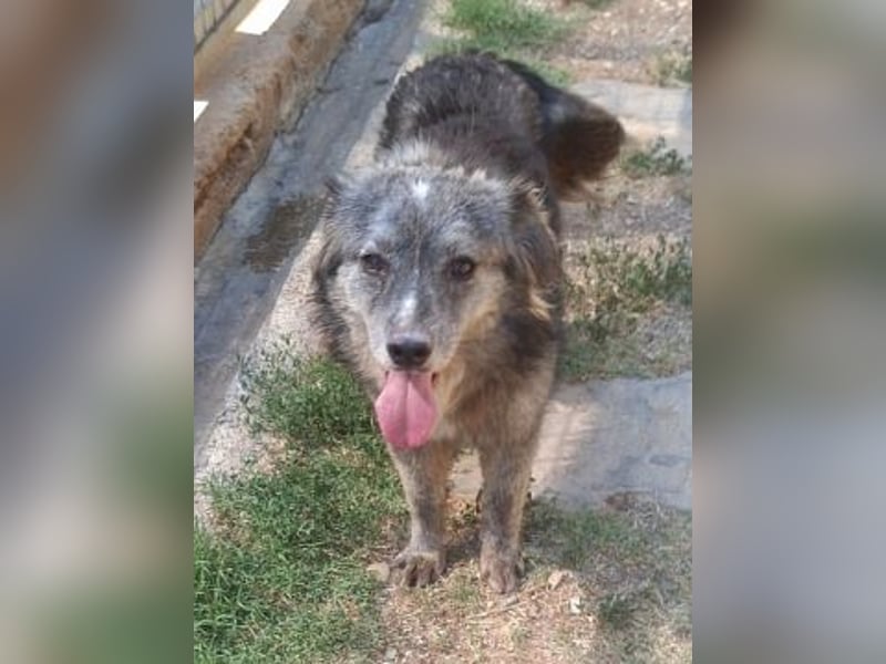 Mercury-junger Herzenshund sucht seine Menschen