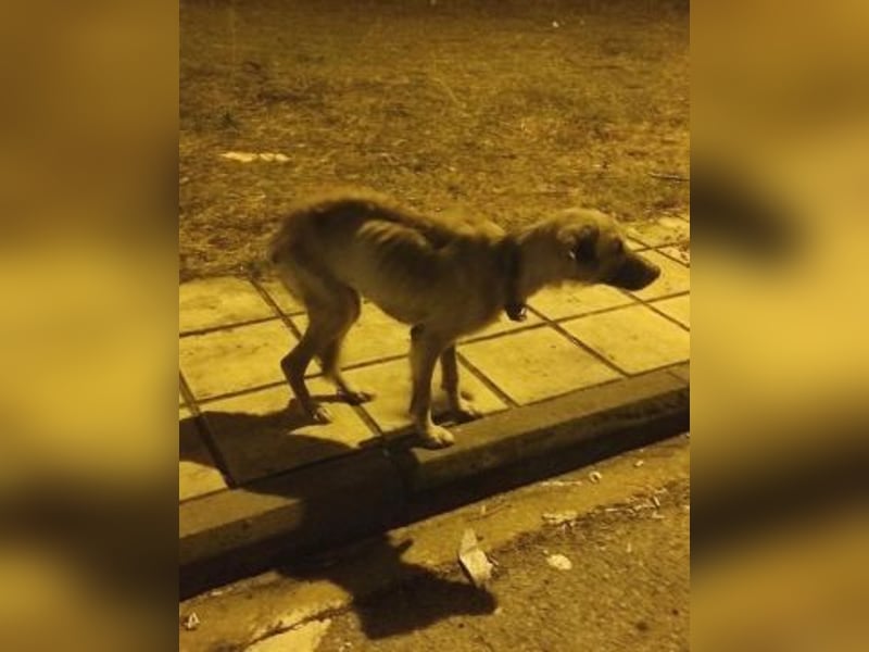 Freundlicher Malamas sucht warmes Plätzchen