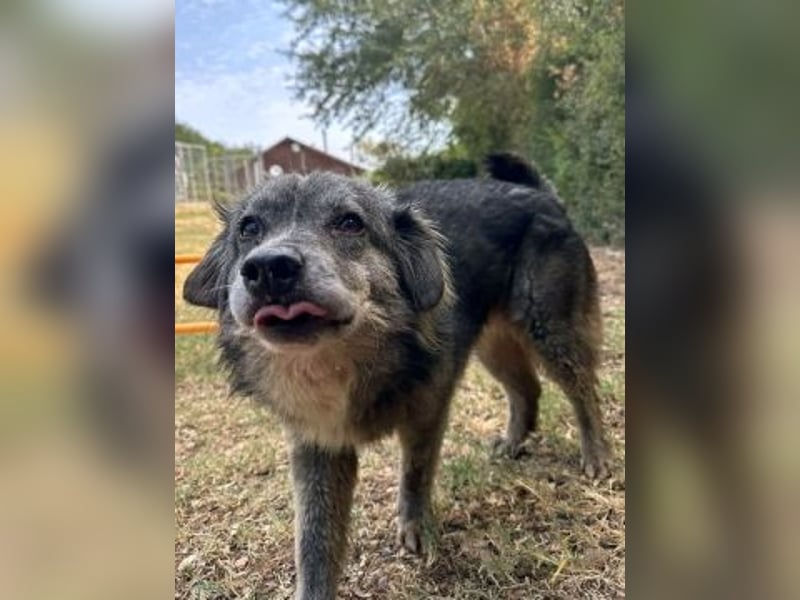 Mercury-junger Herzenshund sucht seine Menschen