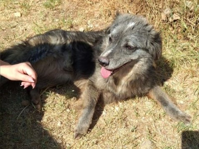 Mercury-junger Herzenshund sucht seine Menschen