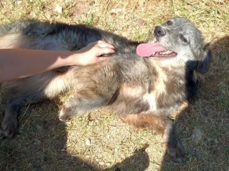 Mercury-junger Herzenshund sucht seine Menschen