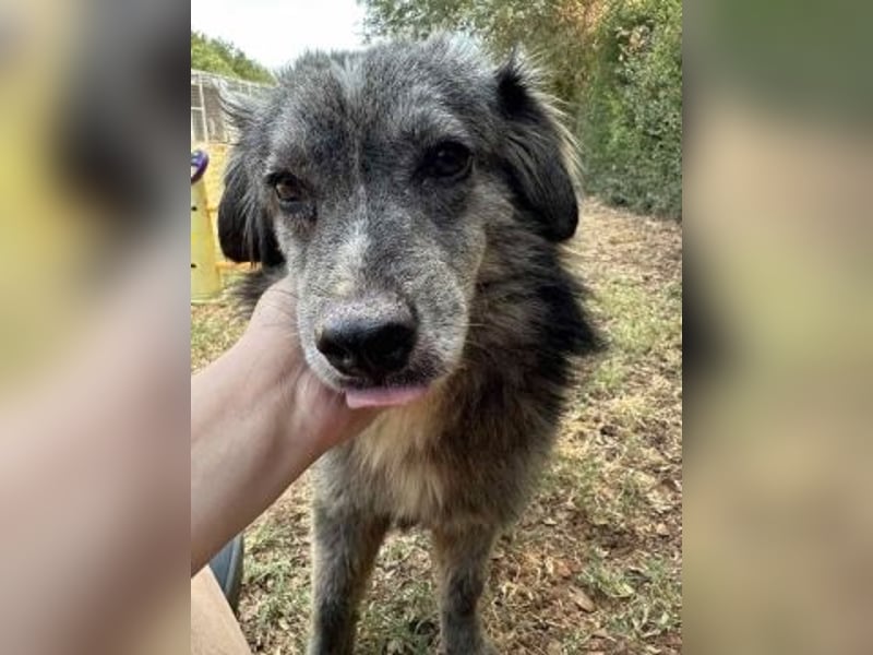 Mercury-junger Herzenshund sucht seine Menschen