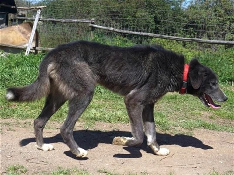 Toller Vital - verträglich, sucht ländliches Zuhause