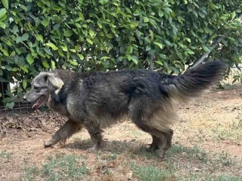Mercury-junger Herzenshund sucht seine Menschen