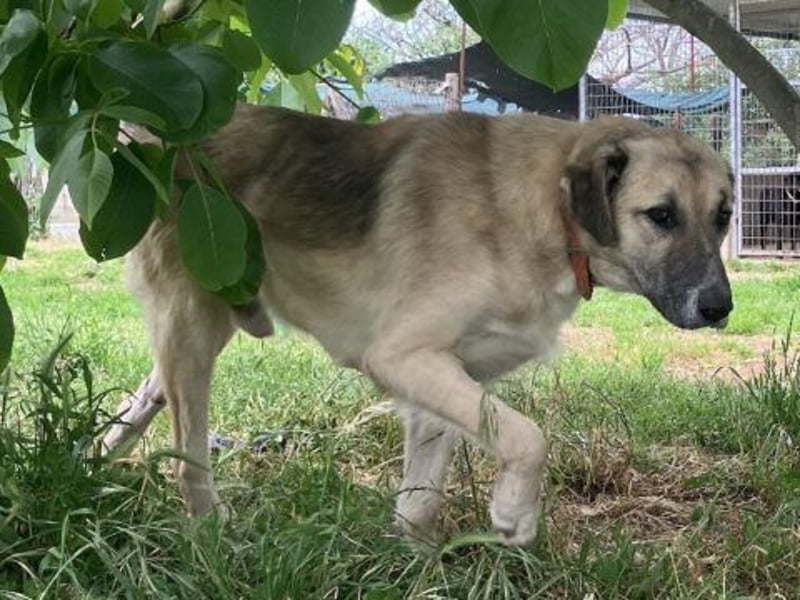Freundlicher Malamas sucht warmes Plätzchen