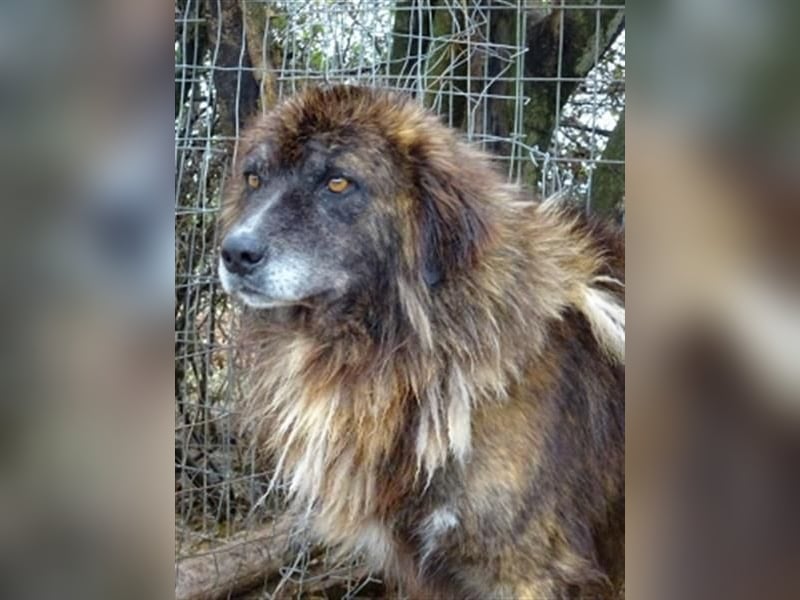 zurückhaltender Jovan mit bernsteinfarbenen Augen sucht ländliches Zuhause