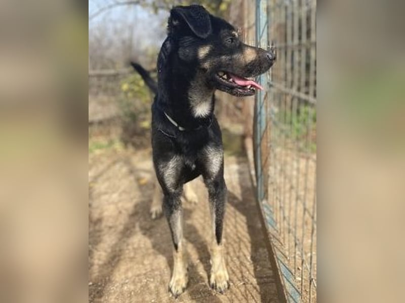 Freundlicher Smoky sucht Anschluss