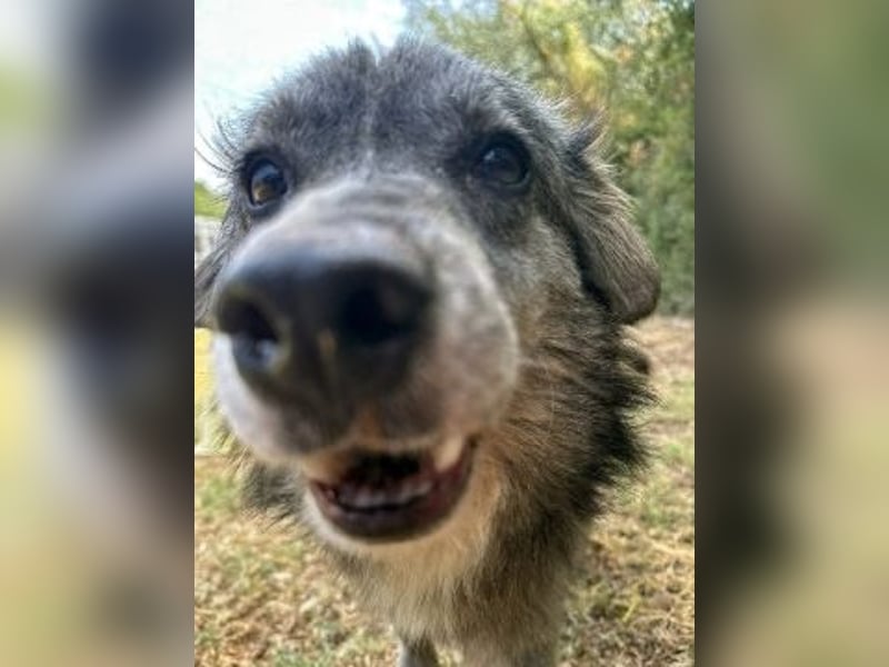 Mercury-junger Herzenshund sucht seine Menschen