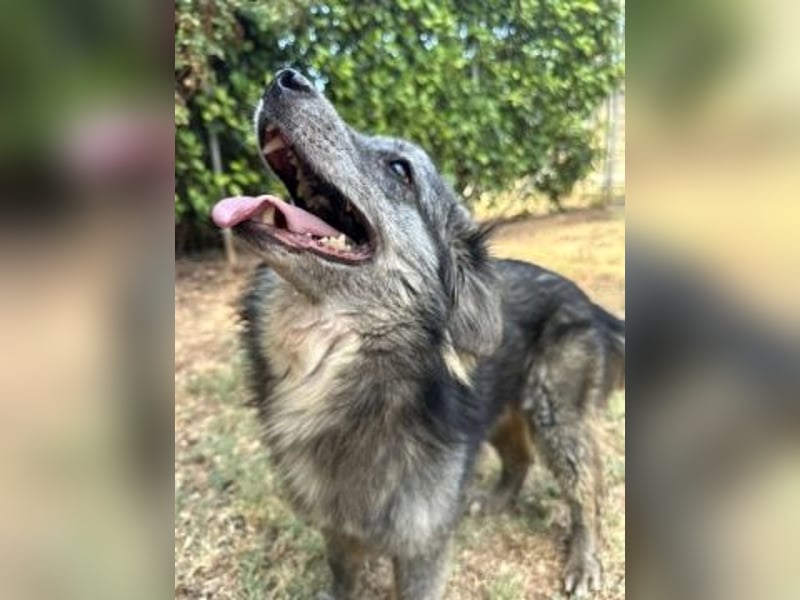 Mercury-junger Herzenshund sucht seine Menschen