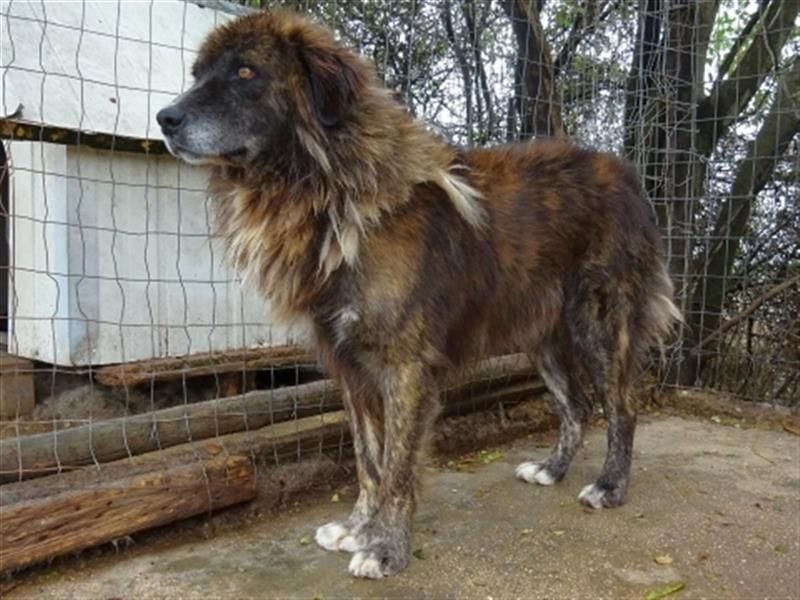 zurückhaltender Jovan mit bernsteinfarbenen Augen sucht ländliches Zuhause