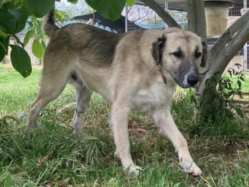 Freundlicher Malamas sucht warmes Plätzchen