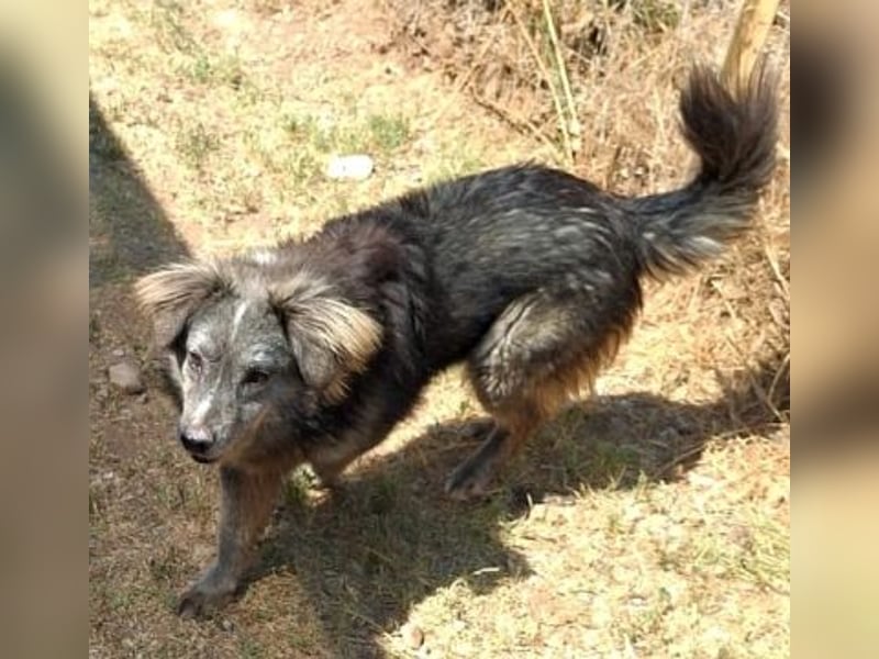 Mercury-junger Herzenshund sucht seine Menschen