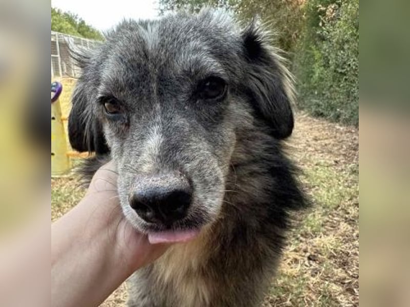 Mercury-junger Herzenshund sucht seine Menschen