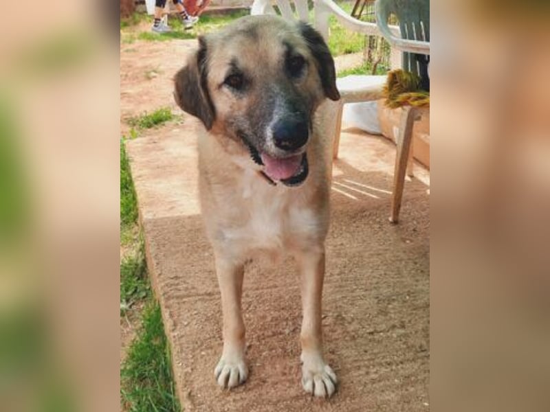 Freundlicher Malamas sucht warmes Plätzchen
